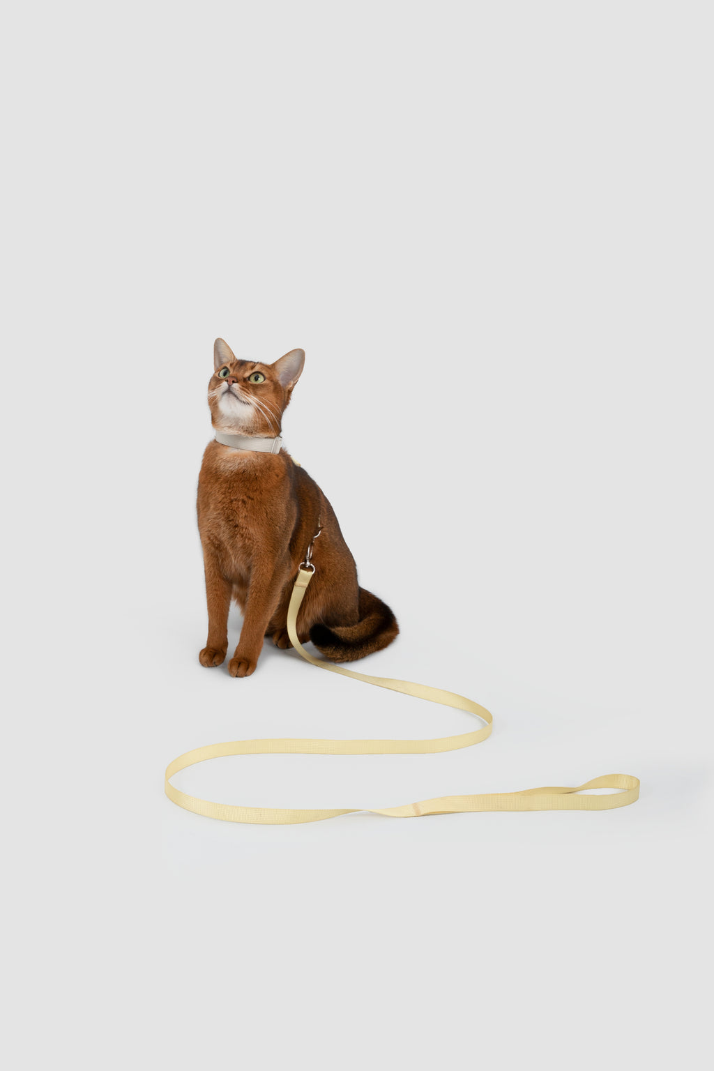 Color-Blocking Cat Harness & Leash Set