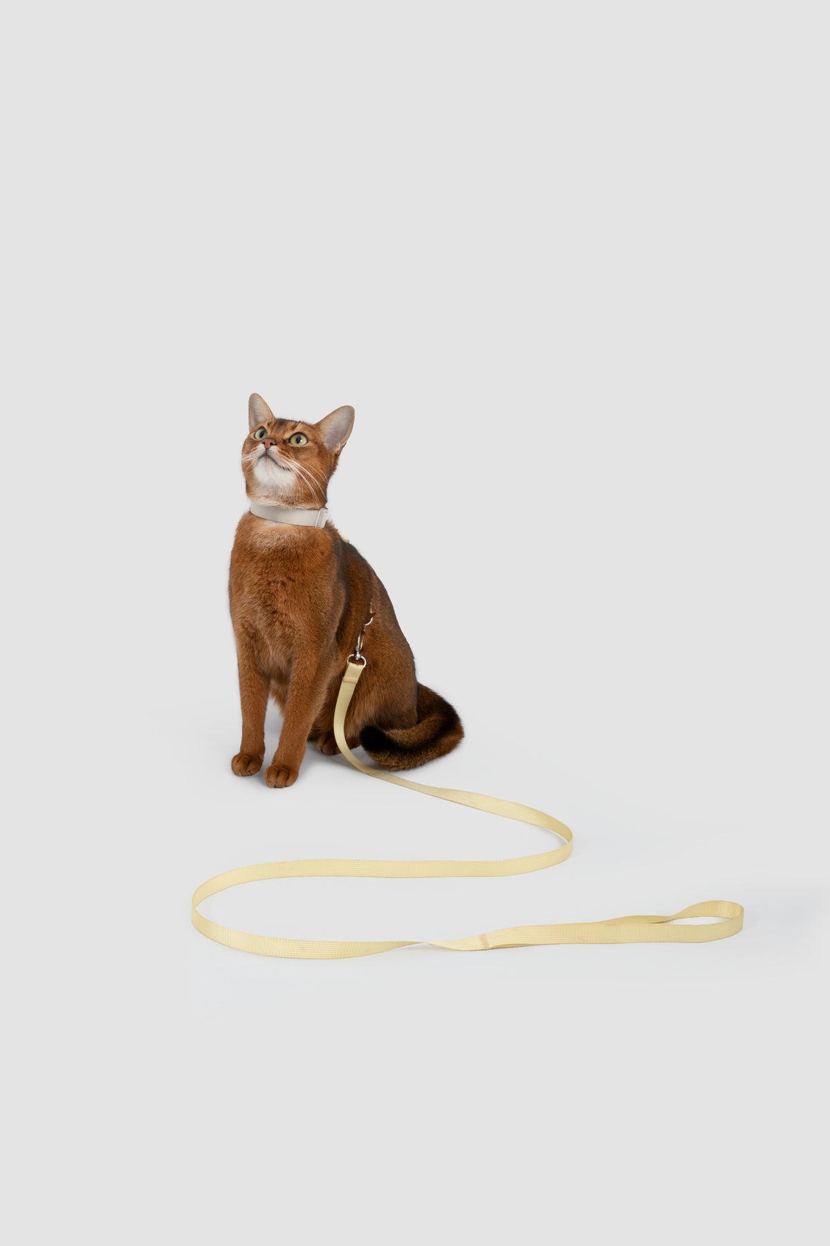 Color-Blocking Cat Harness & Leash Set