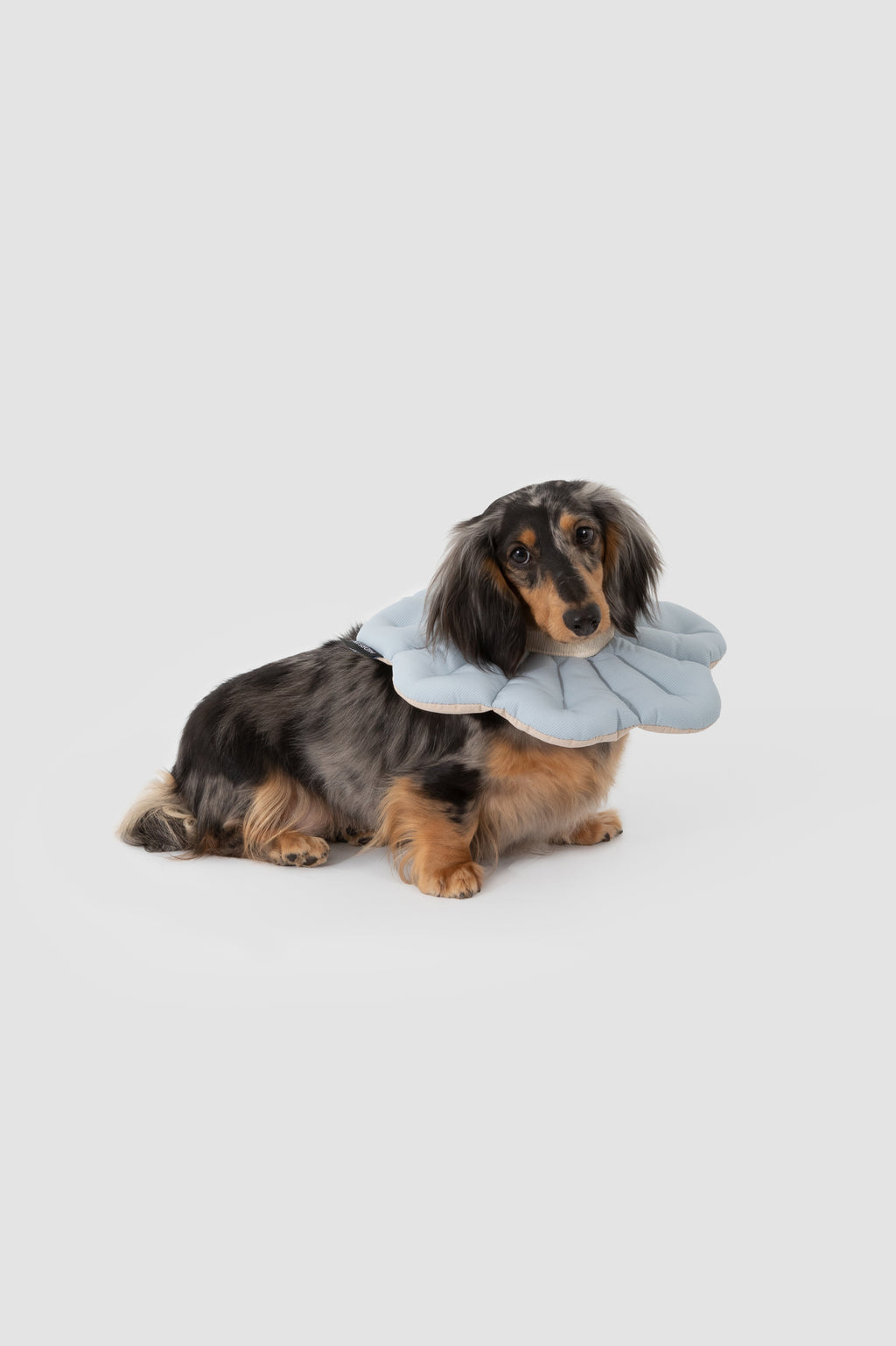 Petal Pet Elizabethan Collar