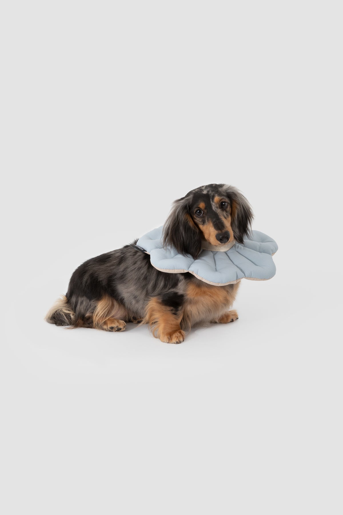 Petal Pet Elizabethan Collar