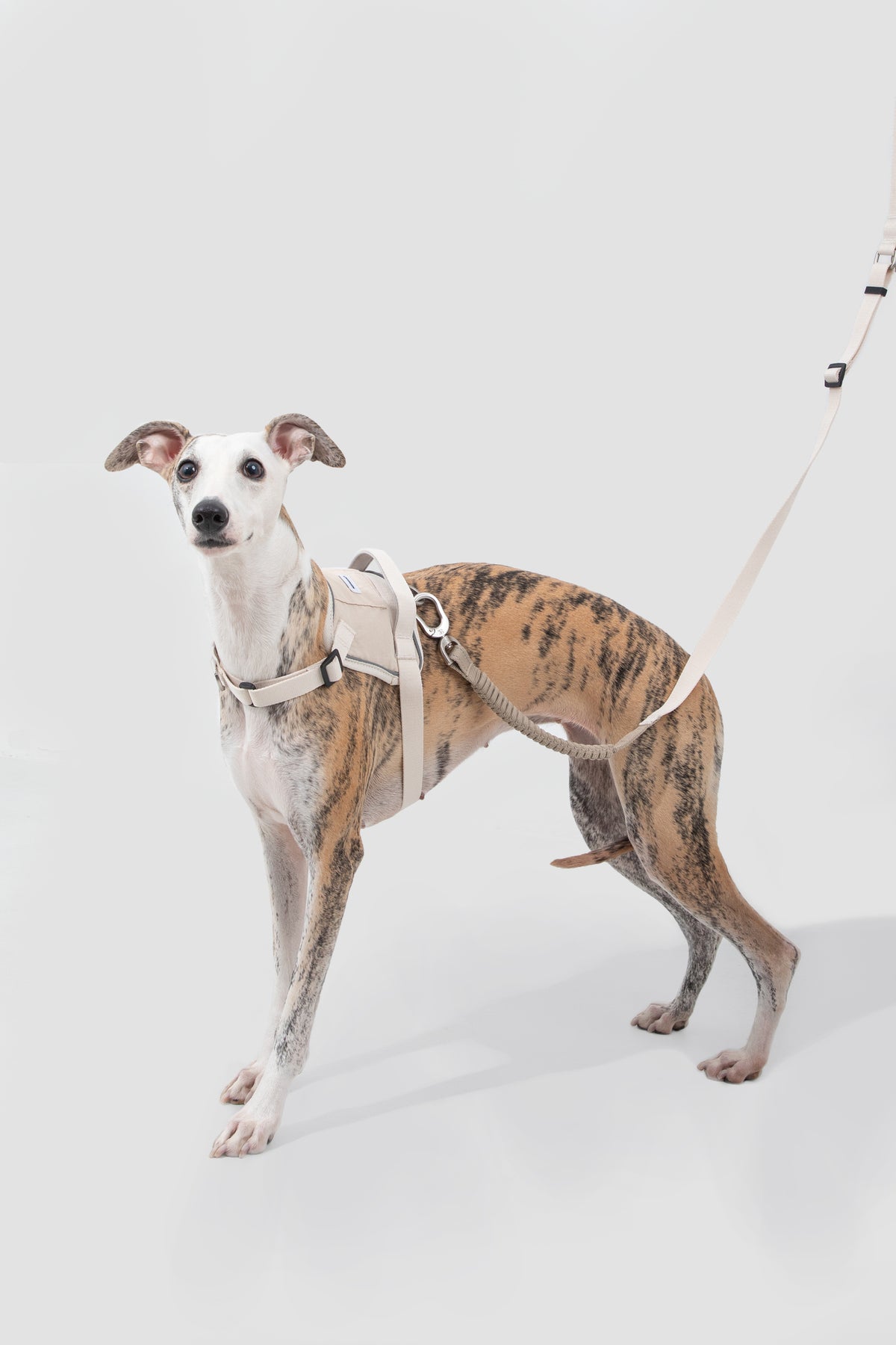 Valley Series · Multi-Functional Bungee Leash