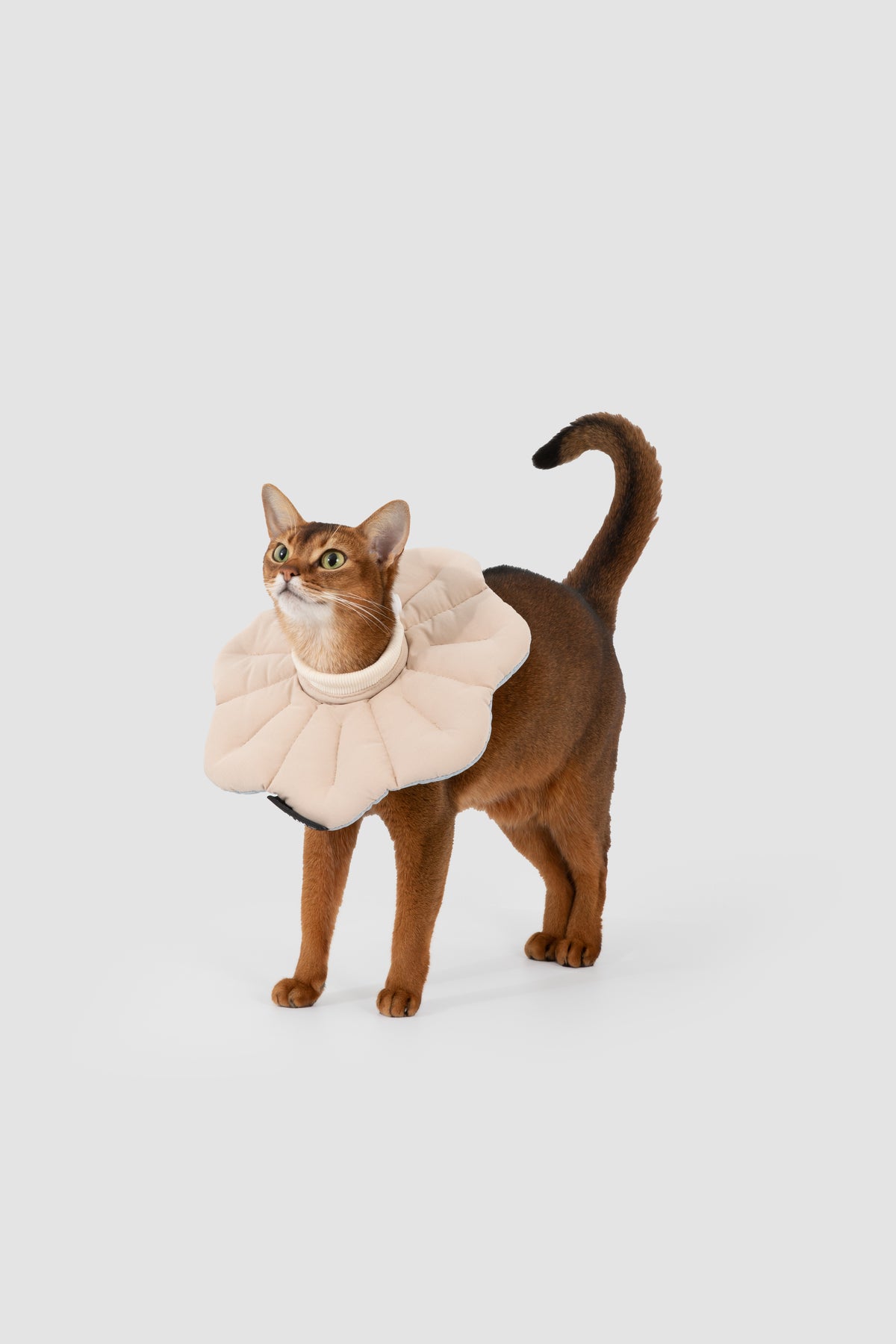 Petal Pet Elizabethan Collar