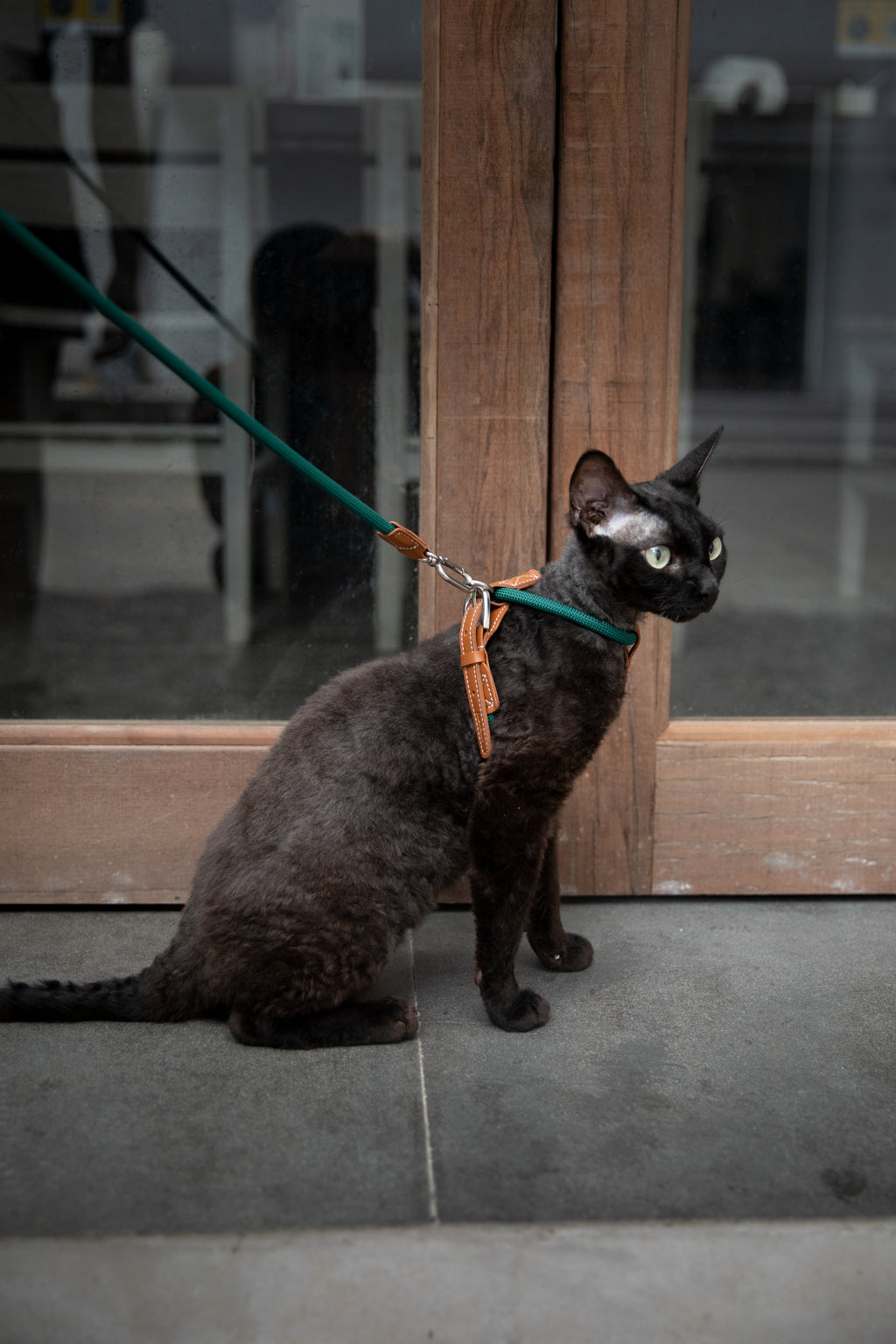 Active Cat Harness & Leash Set
