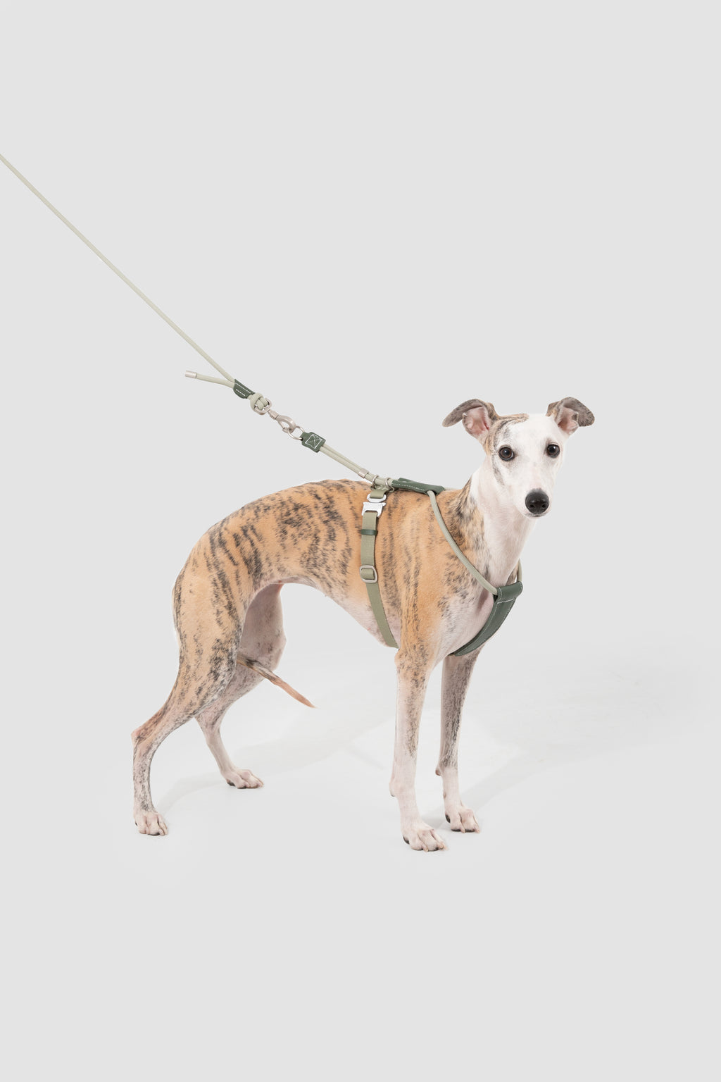 Leather Round Rope Dog Harness