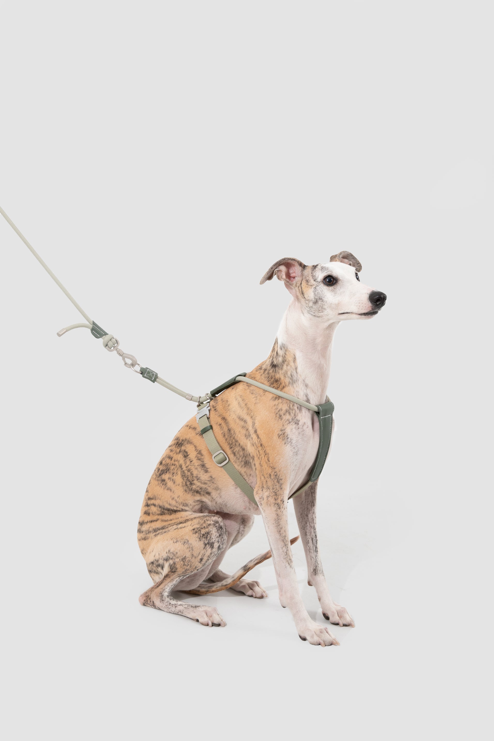 Leather Round Rope Dog Harness