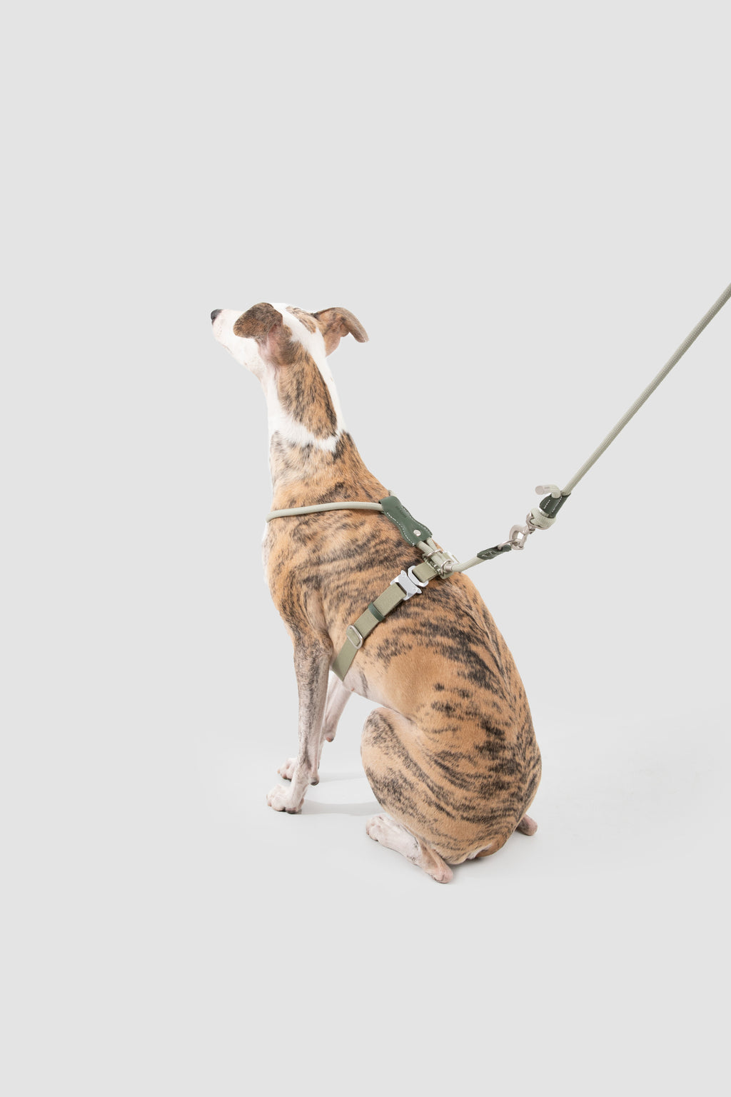 Leather Round Rope Dog Harness