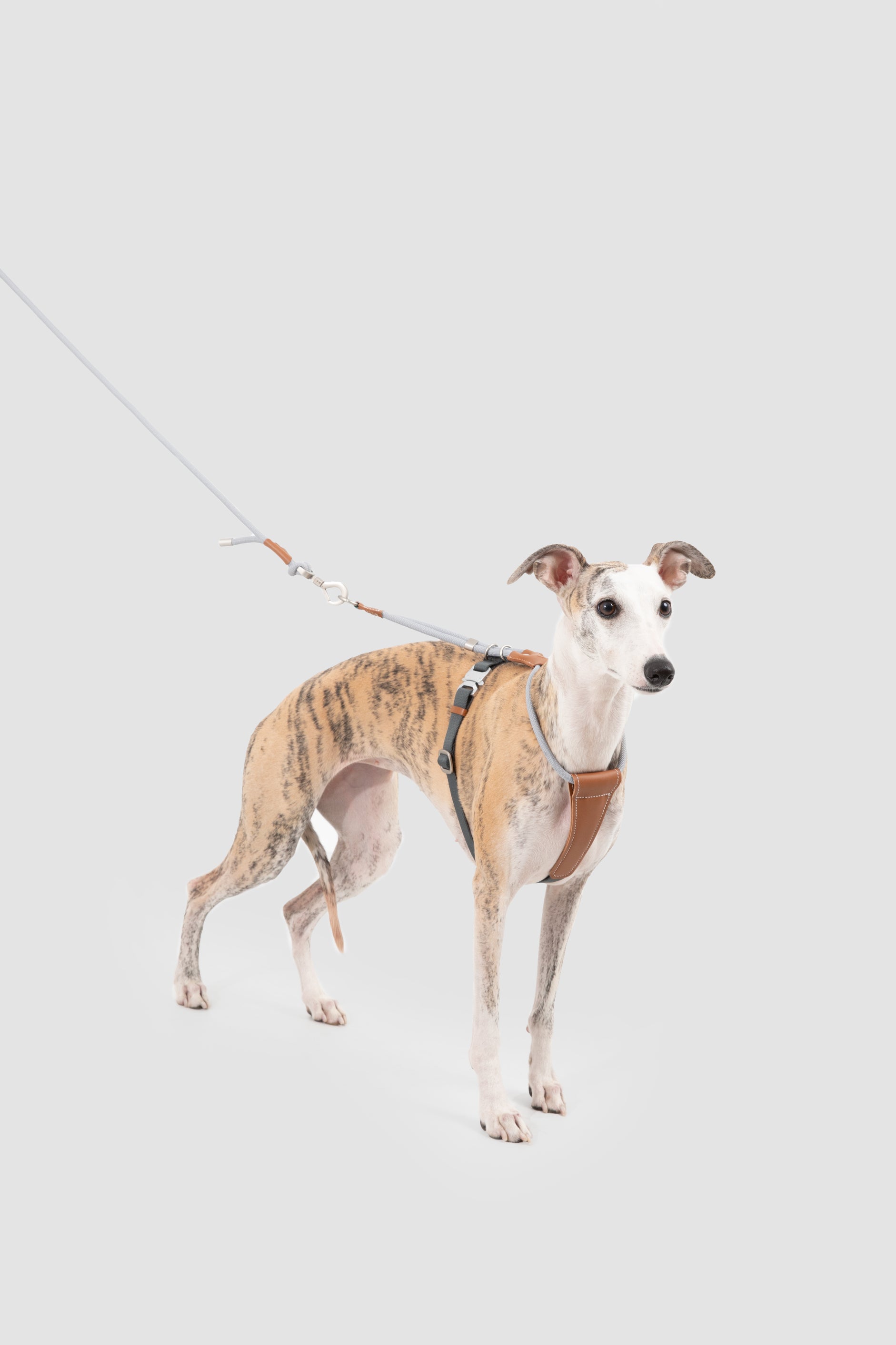 Leather Round Rope Dog Harness