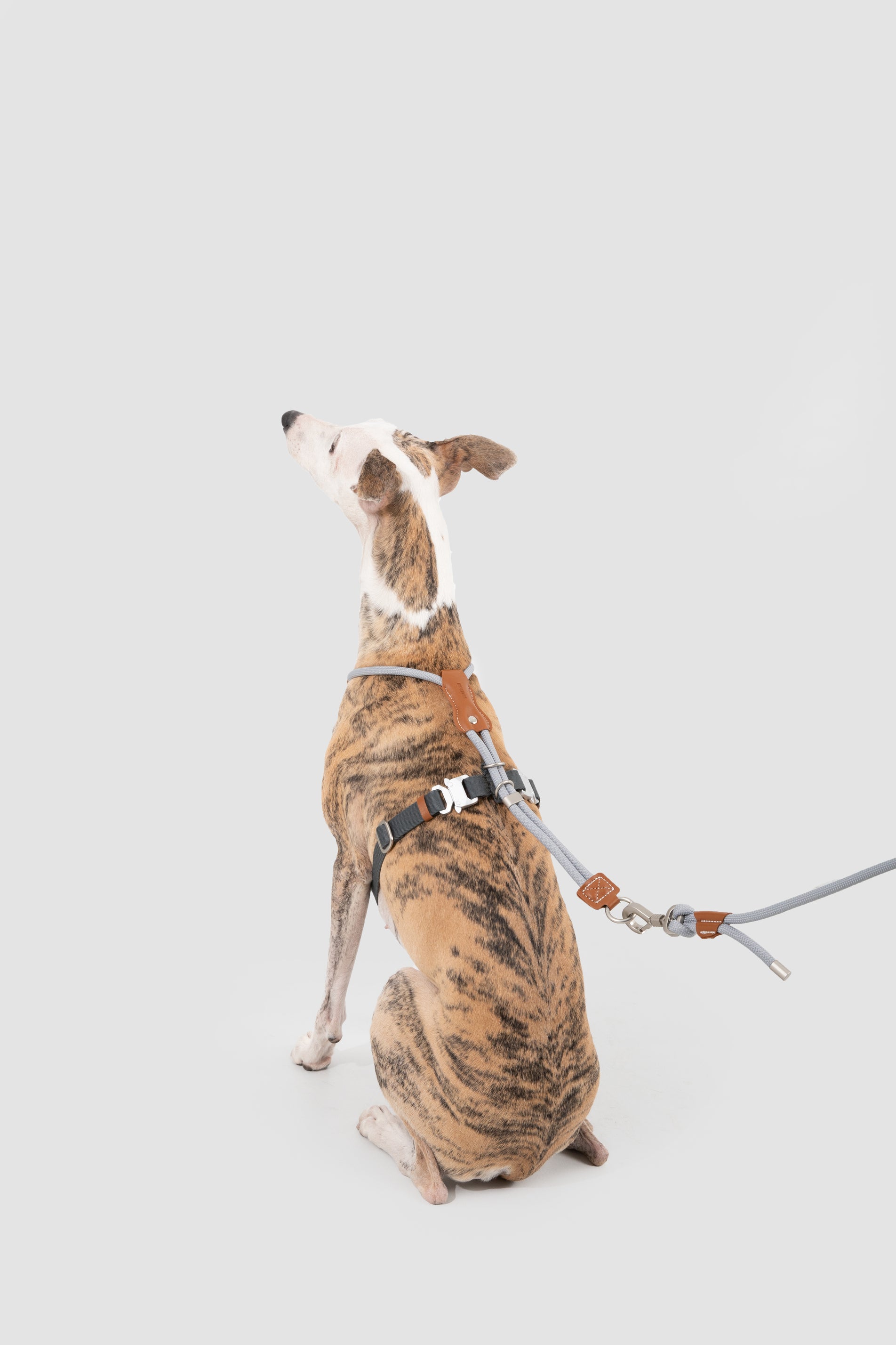 Leather Round Rope Dog Harness