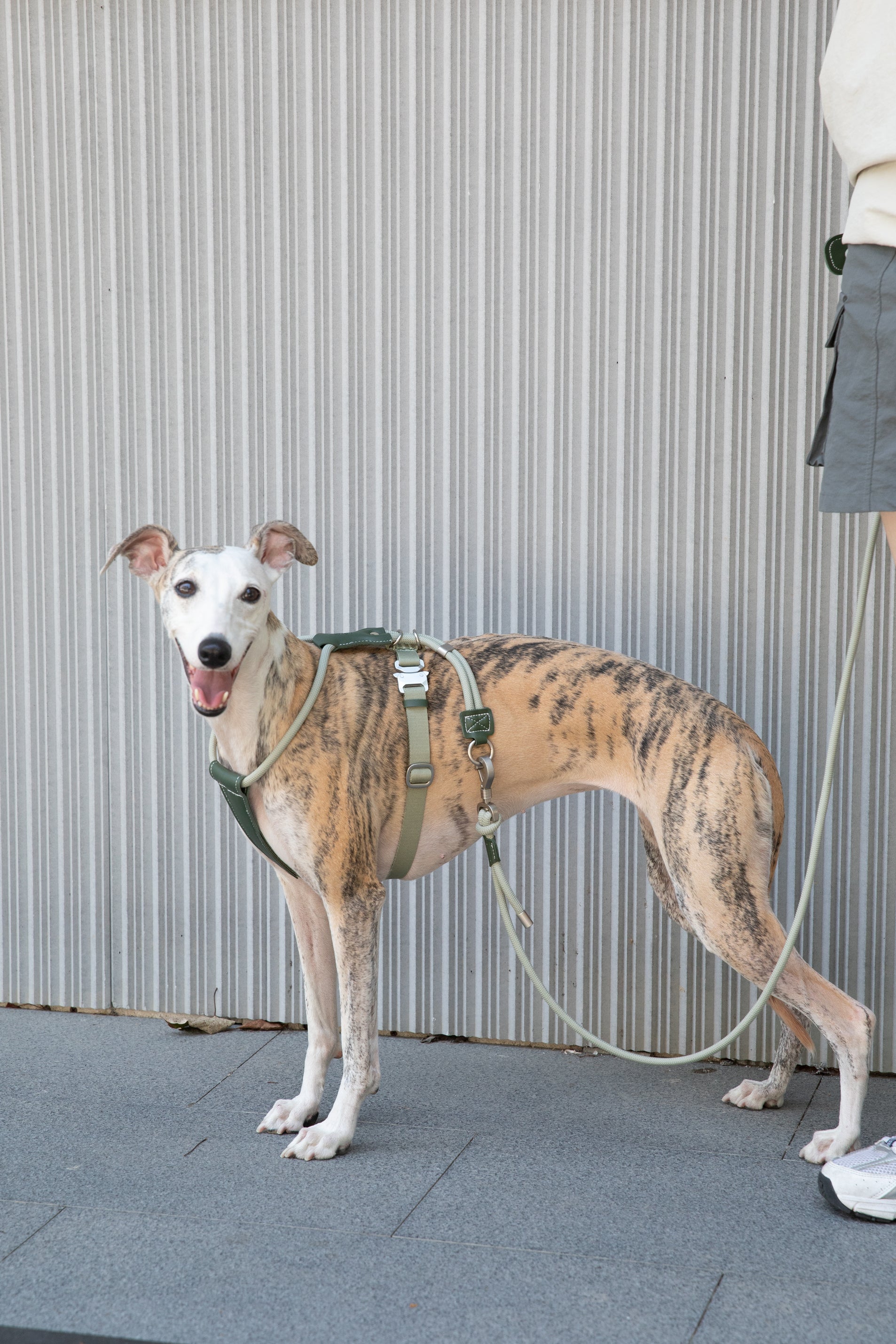 Leather Round Rope Dog Leash