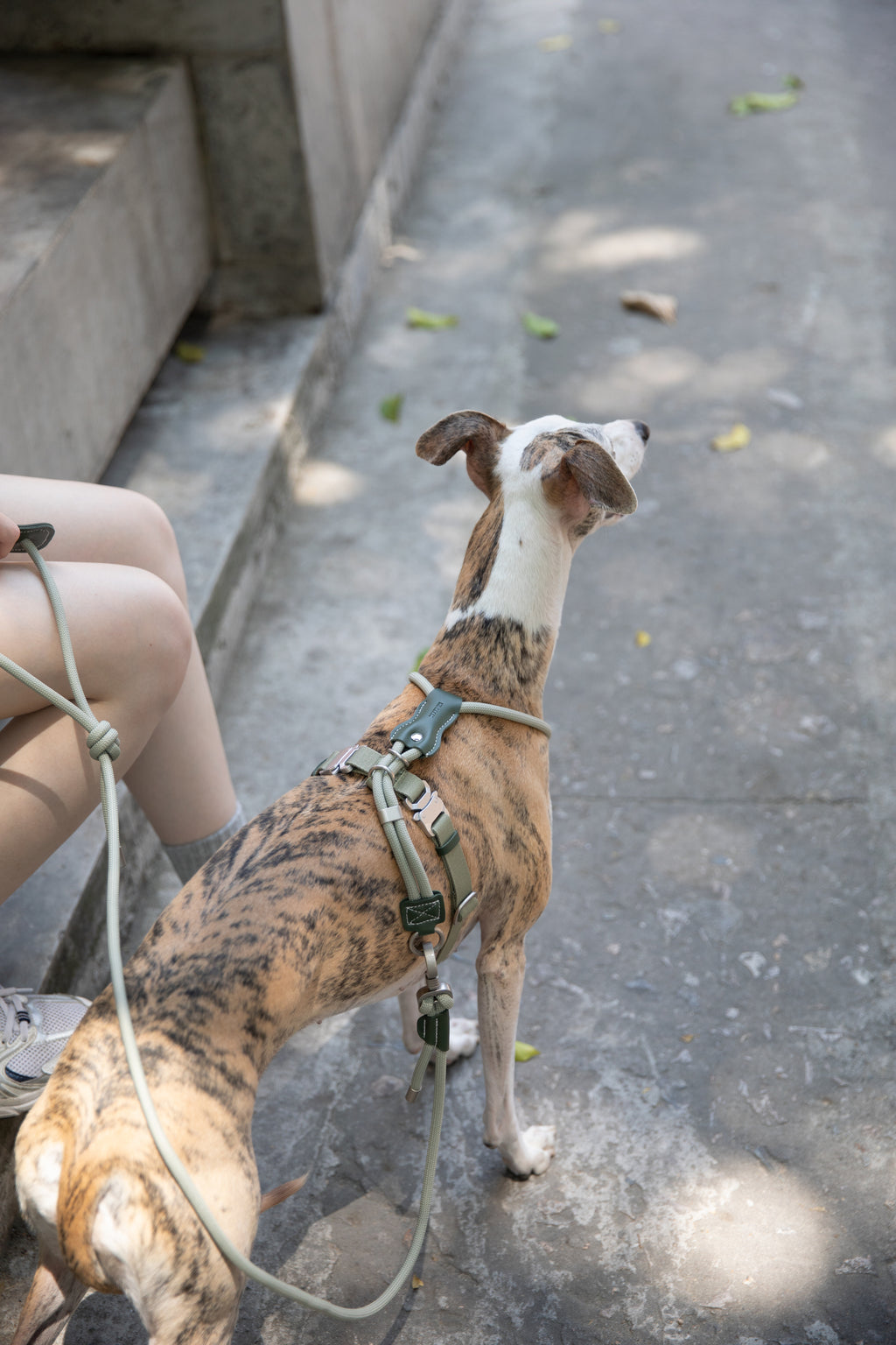 Leather Round Rope Dog Leash