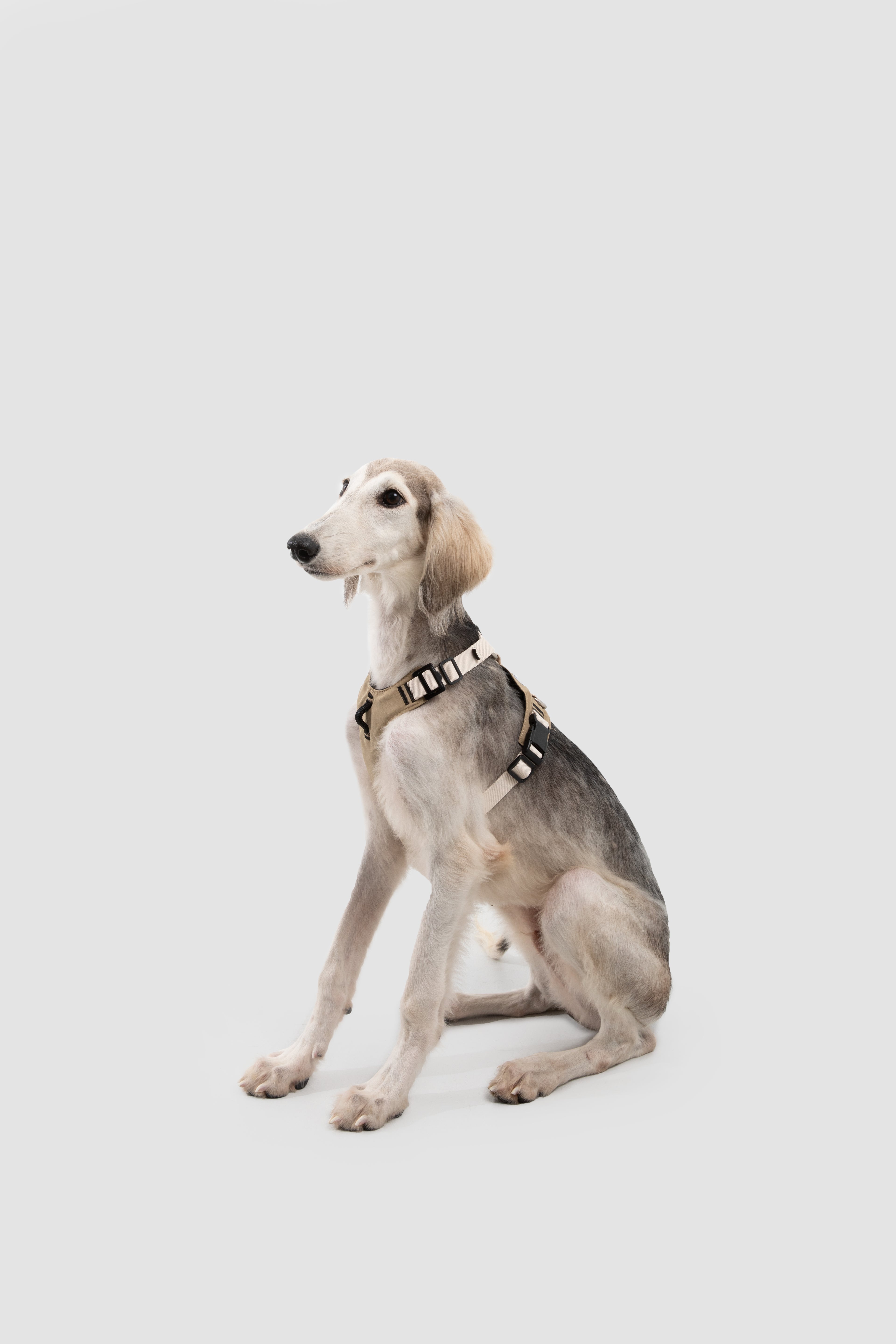 Decompression Sports Dog Harness