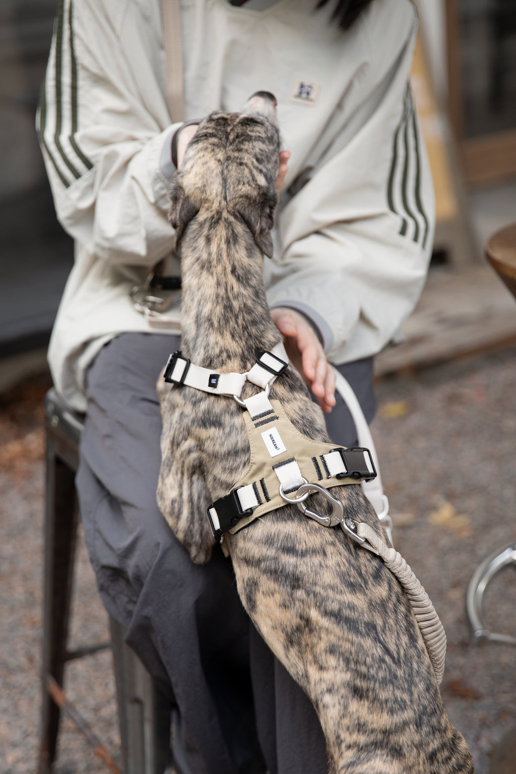 Decompression Sports Dog Harness