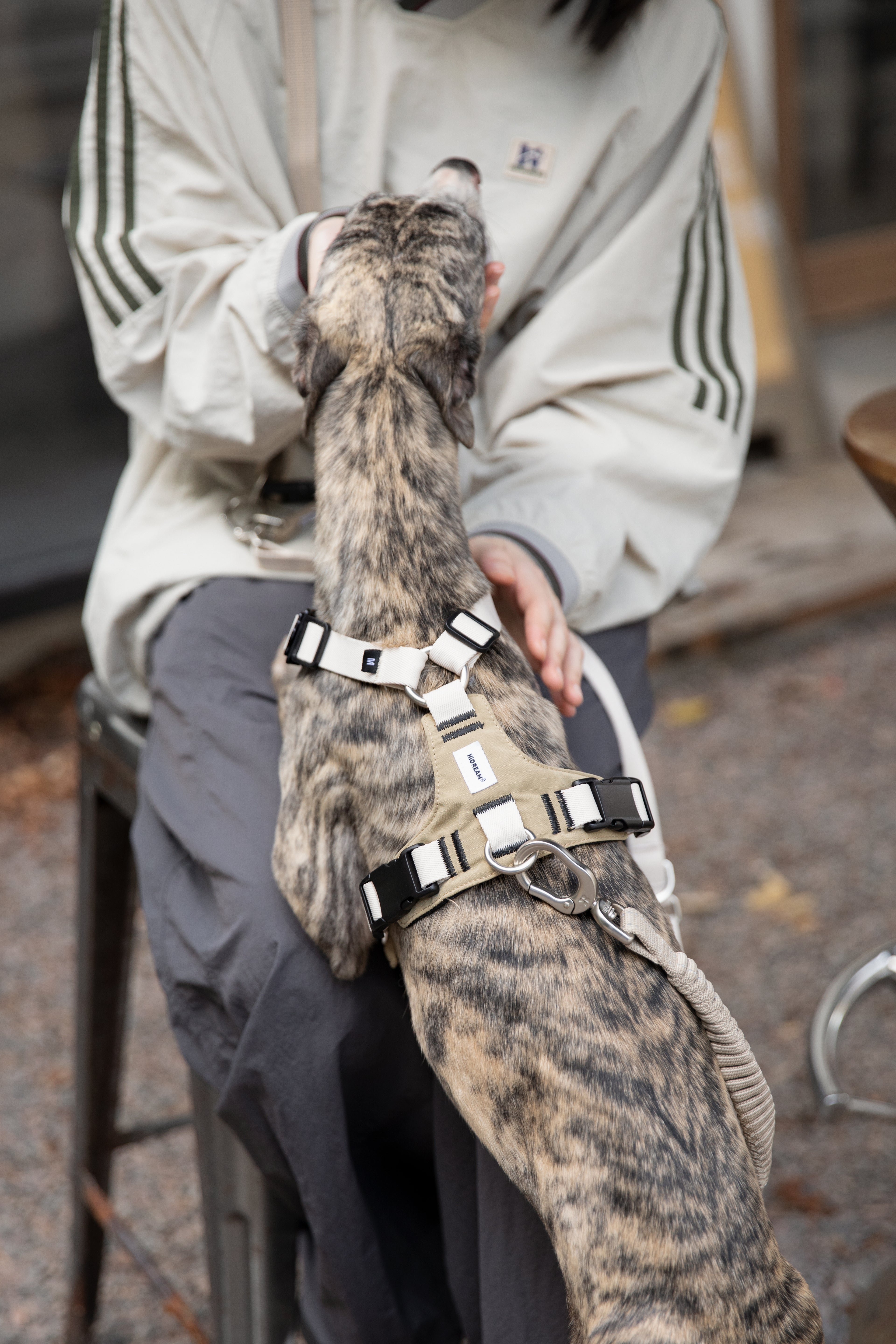 Decompression Sports Dog Harness