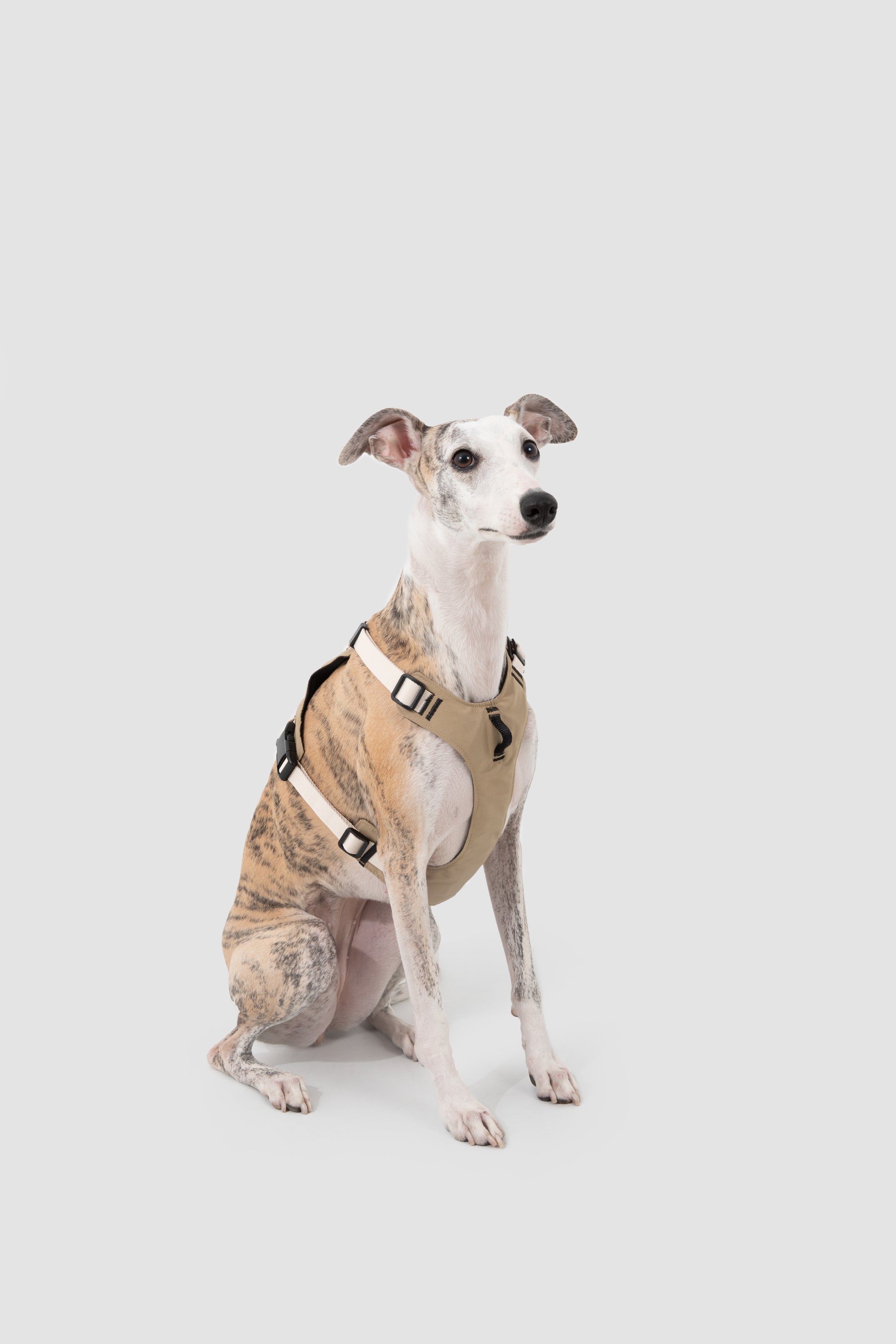 Decompression Sports Dog Harness