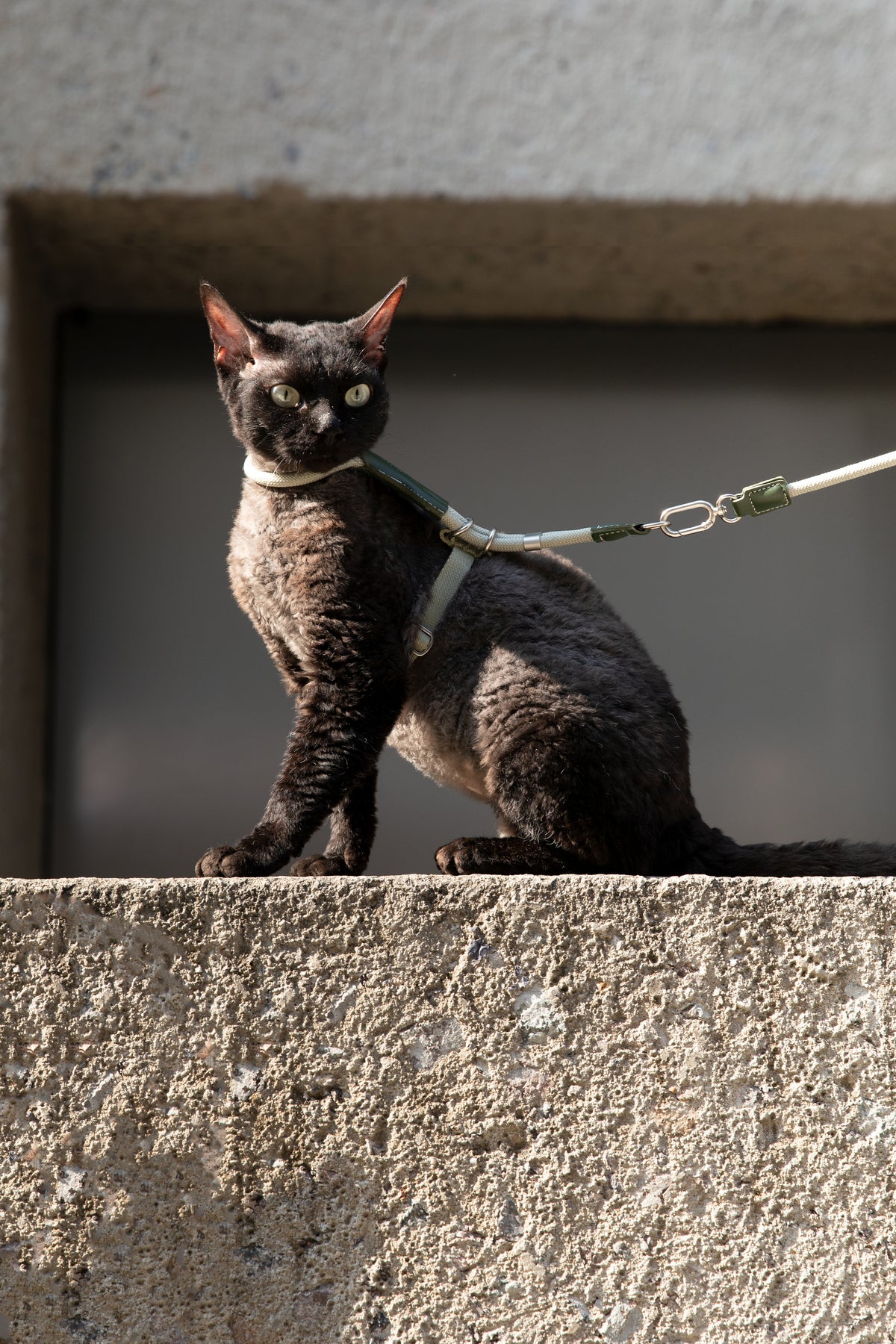 Leather Round Rope Cat Harness & Leash Set