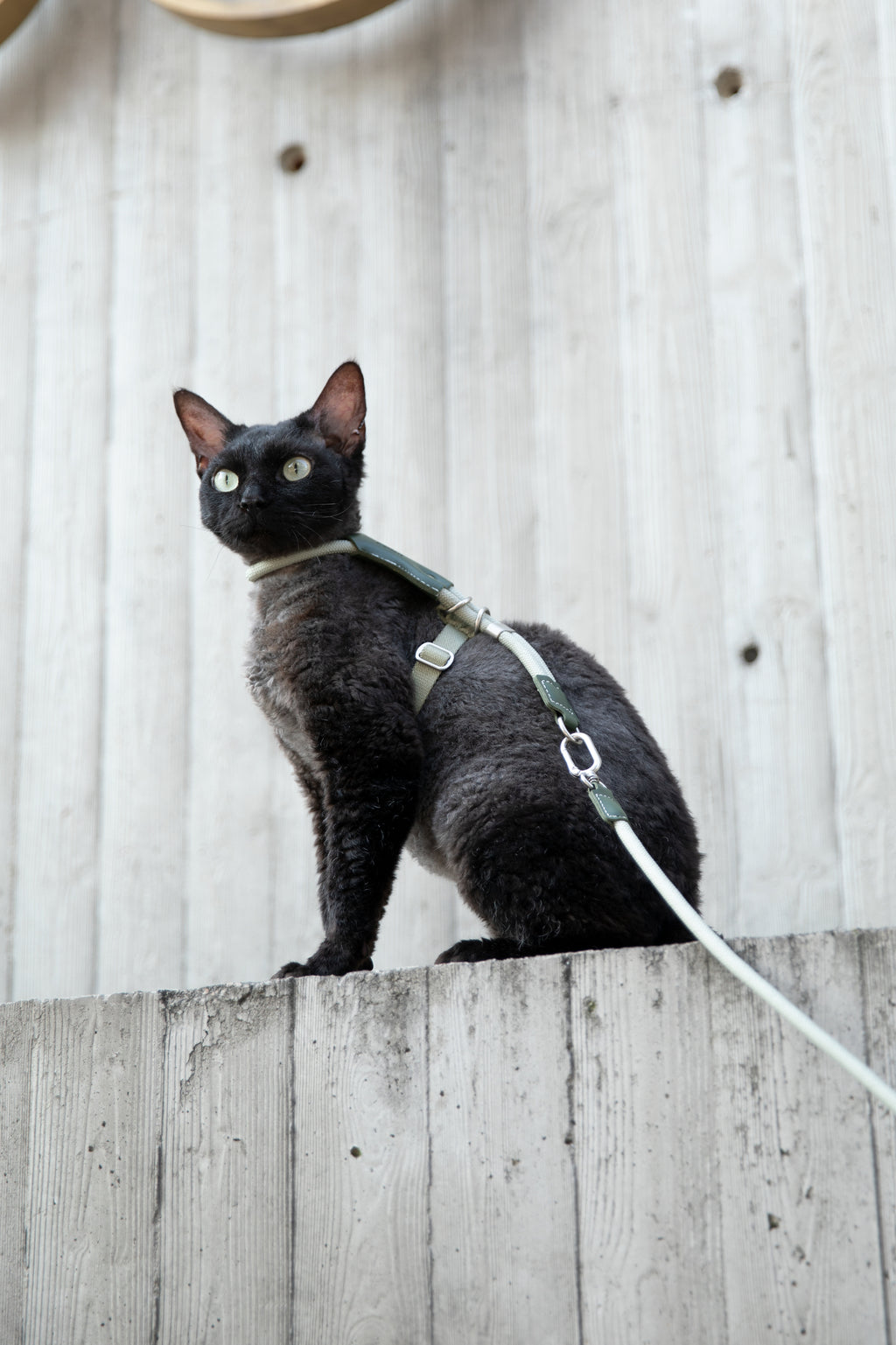 Leather Round Rope Cat Harness & Leash Set