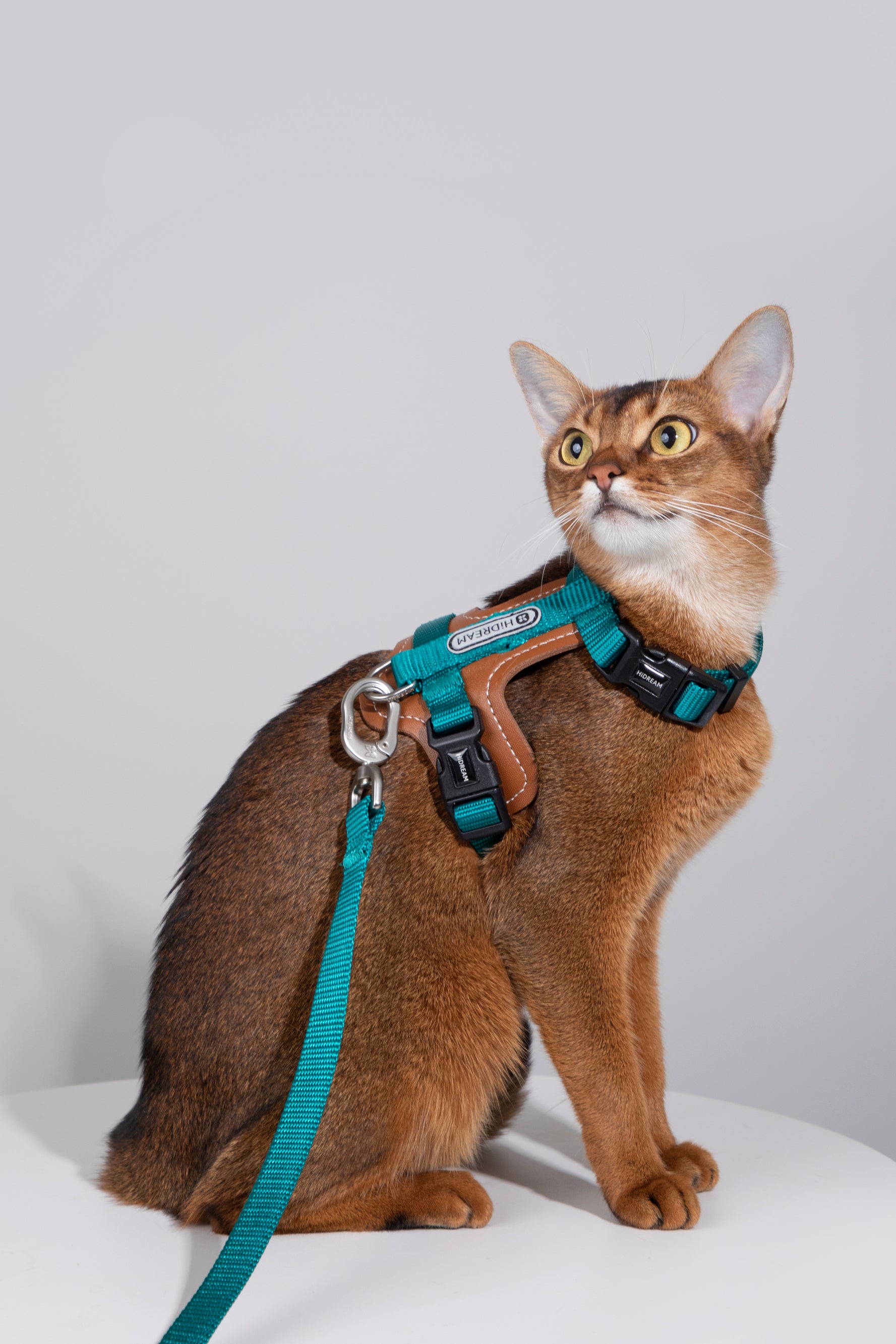 Artisan Leather Cat Harness and Leash Set