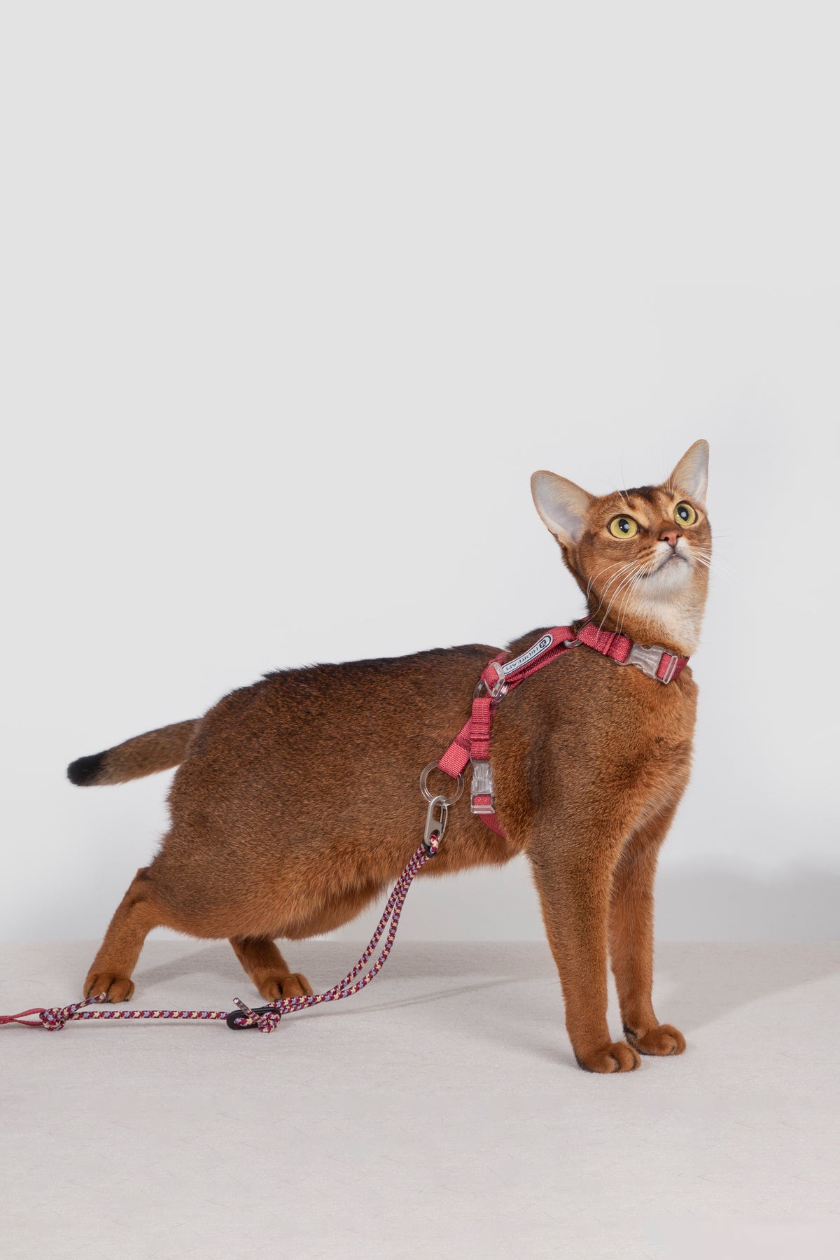 Free Exploration Cat Harness & Leash Set