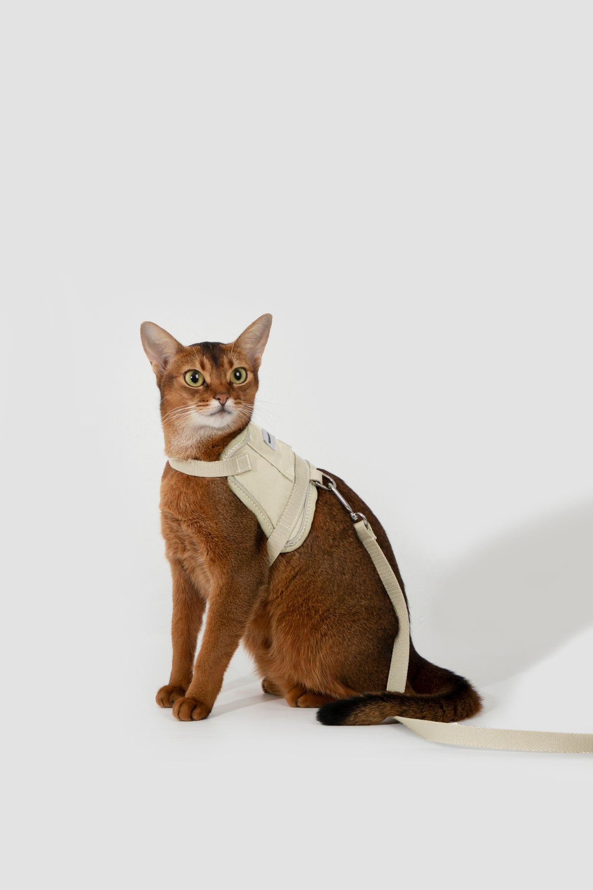 Valley Small Vest Cat Harness & Leash Set