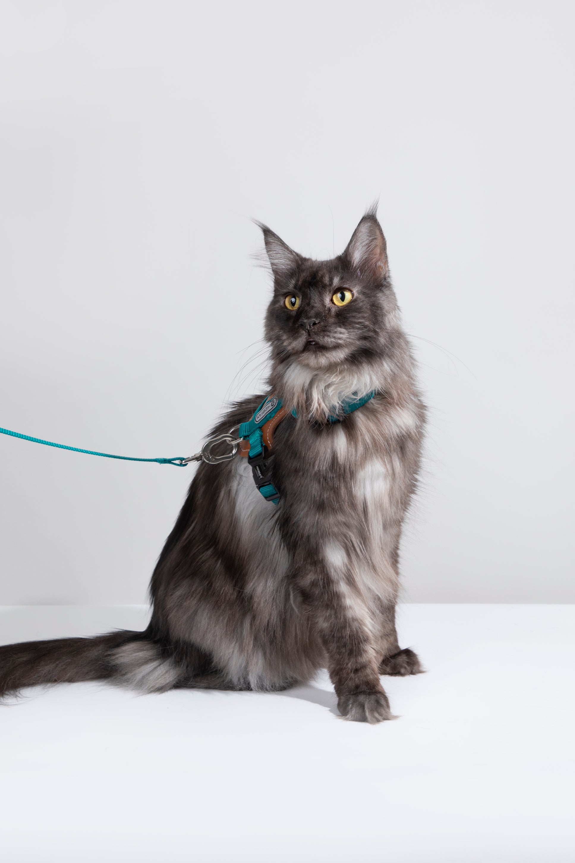 Artisan Leather Cat Harness and Leash Set