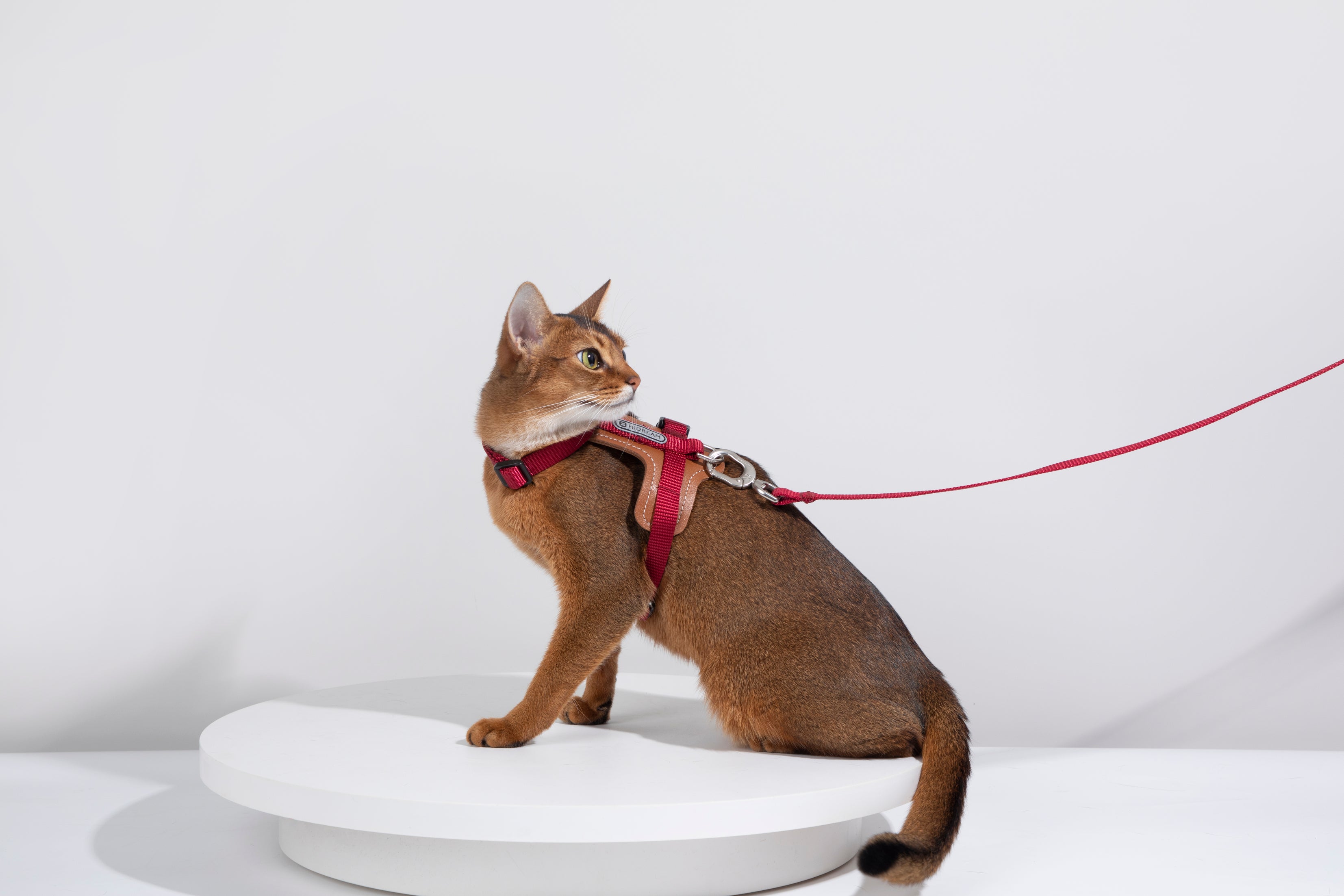 Artisan Leather Cat Harness and Leash Set
